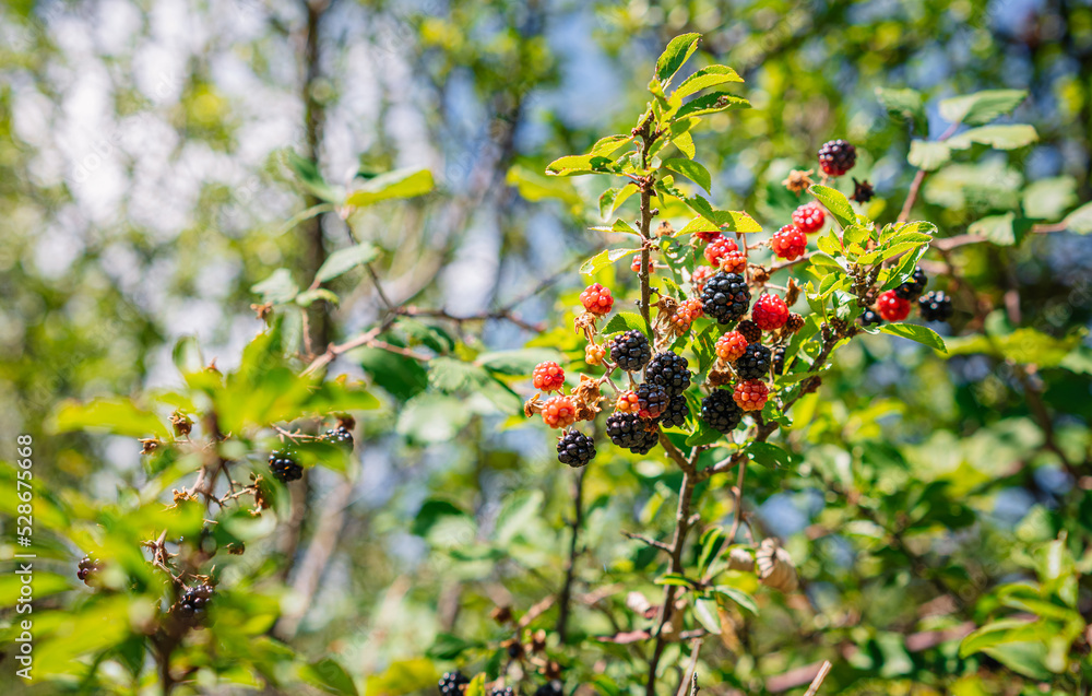 Woman's hand picking blackberries Woman's hand picking blackberries
