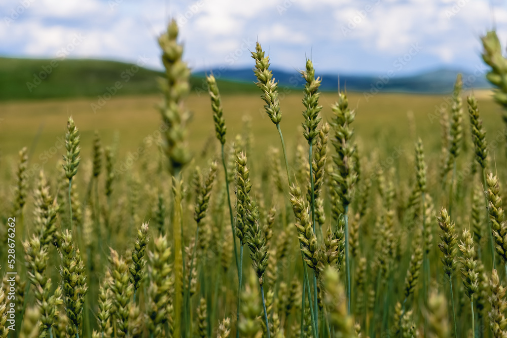 ears of wheat in the fields of Siberia ears of wheat in the fields of Siberia