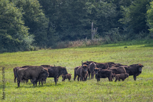 European Bison, Wisent, Bison bonasus. Bieszczady, Carpathians, Poland. © Szymon Bartosz