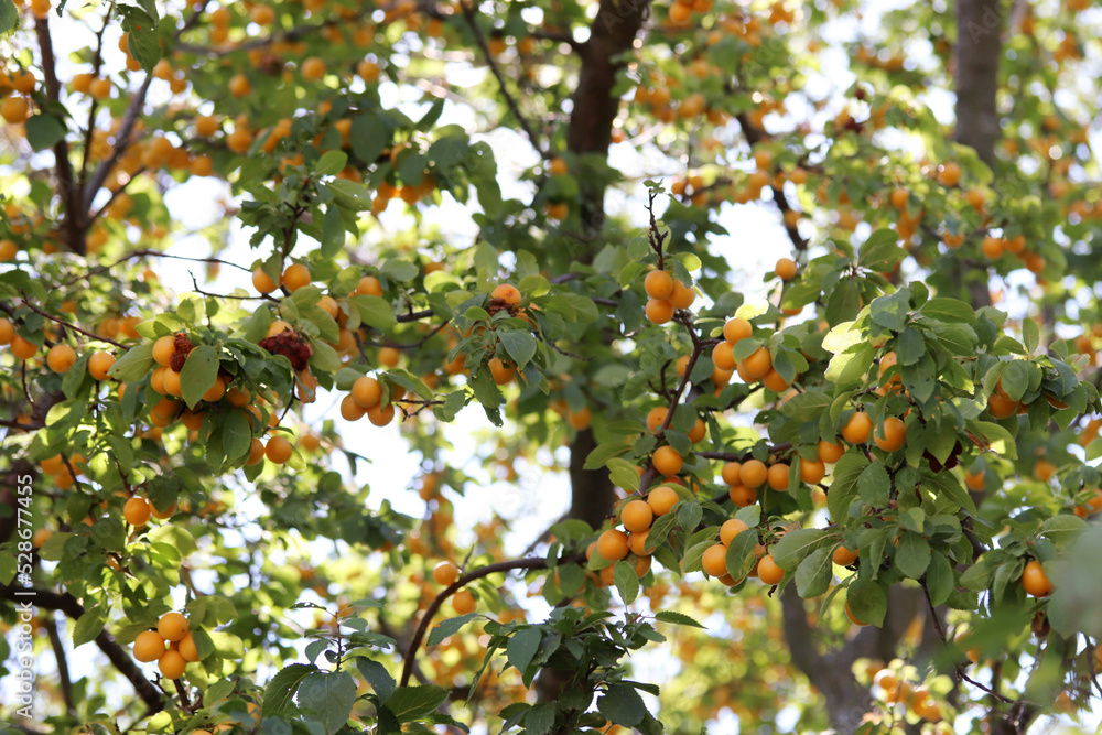ripe yellow plums on the branches of the tree ripe yellow plums on the branches of the tree