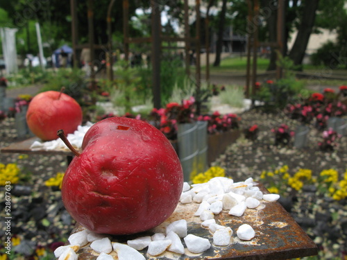 old red apple in the park
