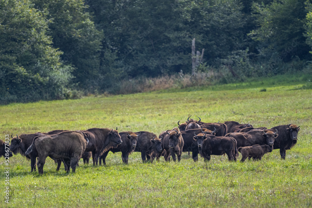 European Bison, Wisent, Bison bonasus. Bieszczady, Carpathians, Poland.