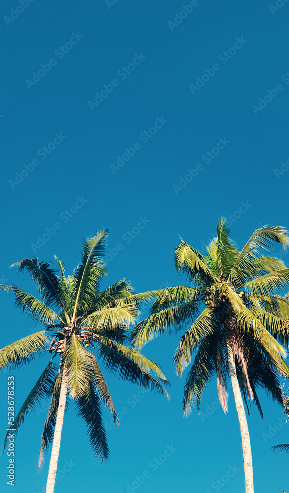 Obraz premium coconut tree with blue sky background