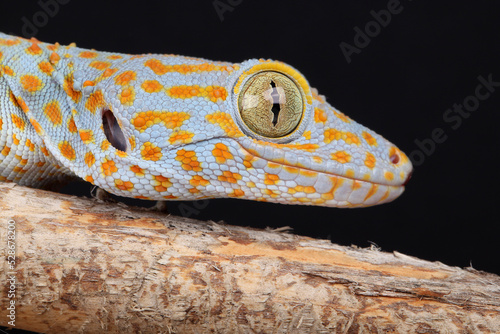 Bilde på lerret A portrait of a Tokay Gecko