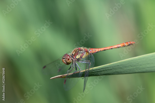 Close-up of a large darter (Sympetrum striolatum) sitting on a green reed against a green background in nature