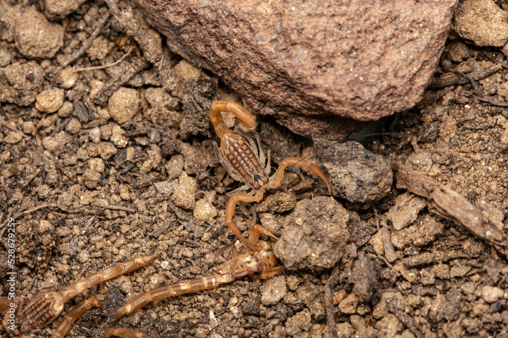 Baby Anatolian yellow scorpion macro shot Baby Anatolian yellow scorpion macro shot
