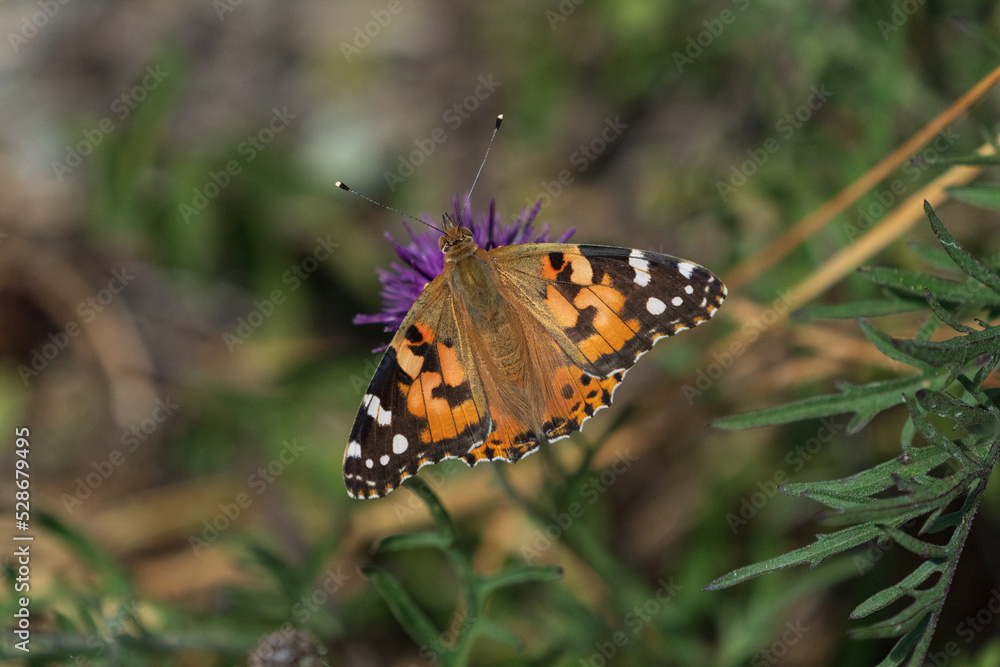 Painted lady (Vanessa cardui) Painted lady (Vanessa cardui)