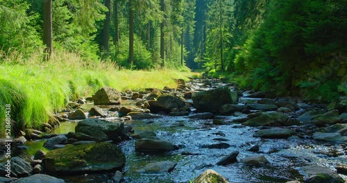 Fast flowing mountain stream in pine forest. Green vegetation along water floss. Picturesque nature landscape. Wet gray boulders. Close-up. Calm relaxing and pleasant walk in coniferous woodland.