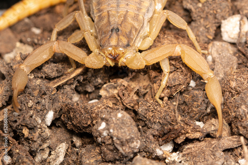 yellow scorpion on soil  close-up view
