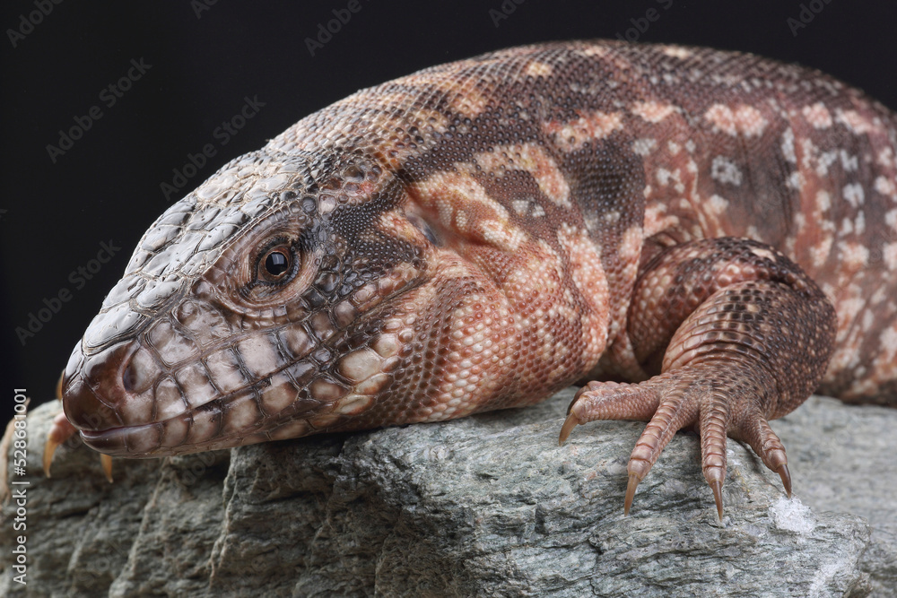 A portrait of a Red Tegu on a rock
A portrait of a Red Tegu on a rock