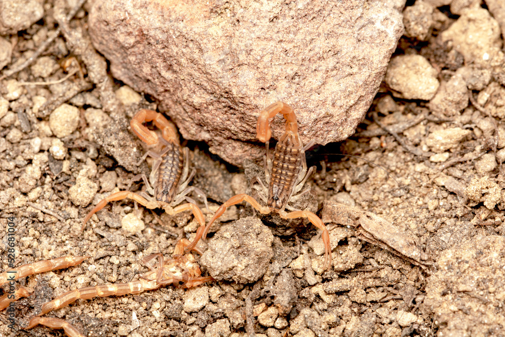 Baby Anatolian yellow scorpion macro shot Baby Anatolian yellow scorpion macro shot