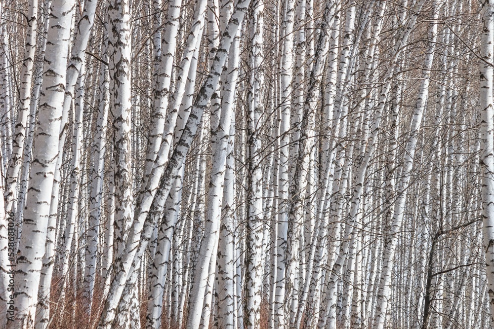 Birch grove with young foliage on a sunny spring day, landscape banner Birch grove with young foliage on a sunny spring day, landscape banner