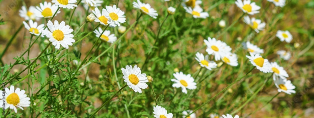 Fototapeta premium Сhamomile (Matricaria recutita), blooming plants in the spring meadow on a sunny day, closeup