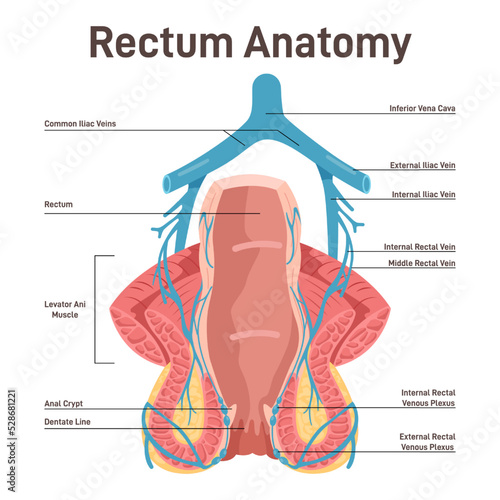 Rectum anatomy. Human anus cross-section anatomy with the internal