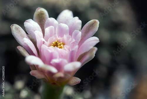 Beautiful blooming wild desert cactus flower