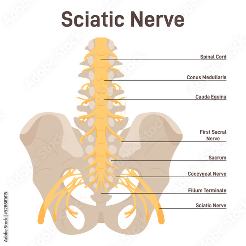 Sciatic nerve. Lower back and lower limbs ischiadic nerve. Human nervous photo