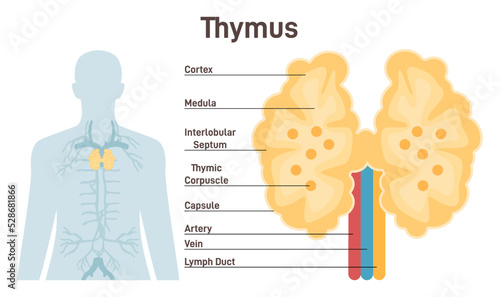 Thymus anatomy. Primary lymphoid organ of the human immune