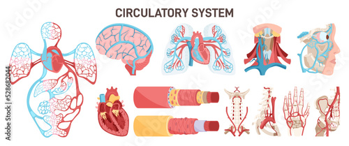 Human cardiovascular system vessels and organs. Blood supply network