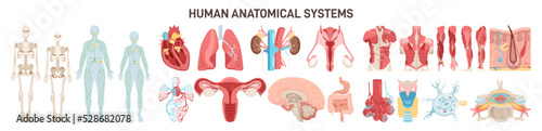 Human body different anatomical systems organs and structures.