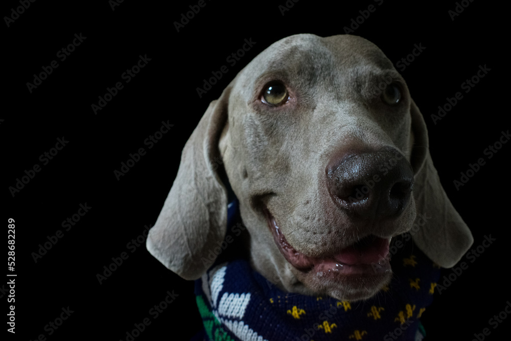 Weimaraner Dog Portrait Weimaraner Dog Portrait