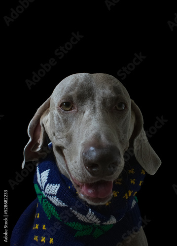 Wallpaper Mural Weimaraner Dog Portrait Torontodigital.ca