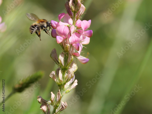 Makroaufnahme einer Gartenhummel die vor einem Blütenstand der rosa blühenden Saat-Esparsette Onobrychis viciifolia fliegt