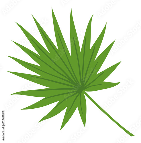 Palm branch. Green fan leaf. Jungle plant