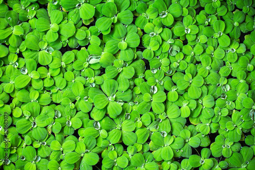 fresh Spring green leaves with water rain drops wall background.