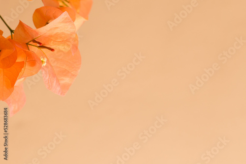 Romantic orange flower with peach  light cream color background, color of the year 2024