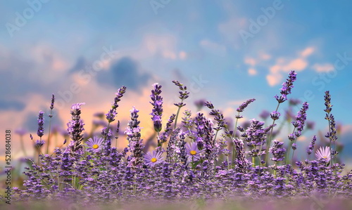 wild field with lavender flowwers on front blue sky sunset nature landscape  photo