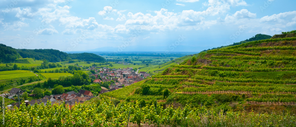 Weinberge Reben