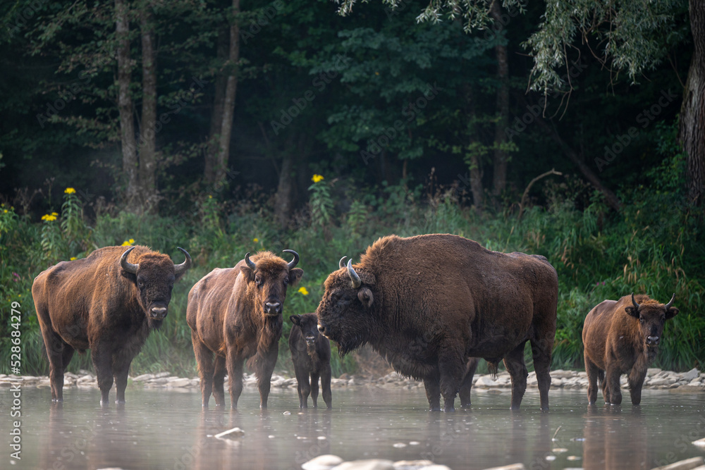 European Bison, Wisent, Bison bonasus. Bieszczady, Carpathians, Poland. European Bison, Wisent, Bison bonasus. Bieszczady, Carpathians, Poland.