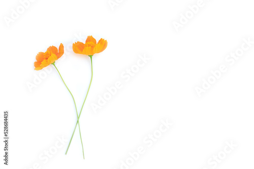 Fototapeta Naklejka Na Ścianę i Meble -  Orange cosmos flowers isolated on white background