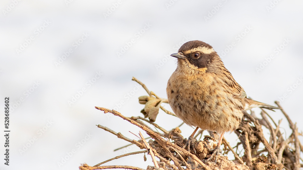 Radde`s Accentor is on the bush. Radde`s Accentor is on the bush.