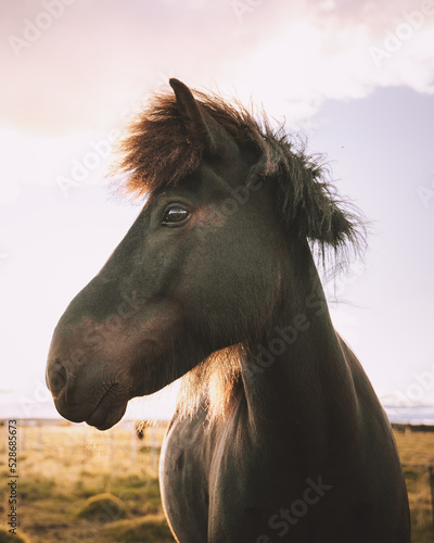 Native Icelandic horses in Mosfellsbær photo