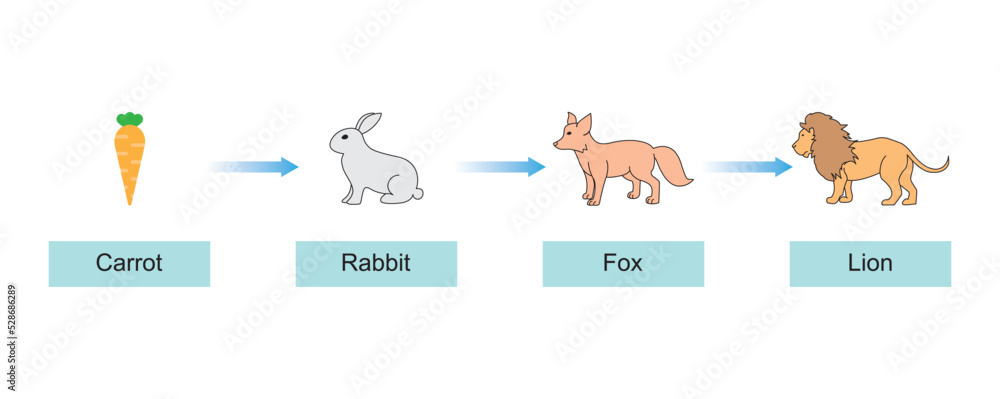 Scientific Designing of Food Chain. The Most Importante Relationship in ... Biology Diagrams