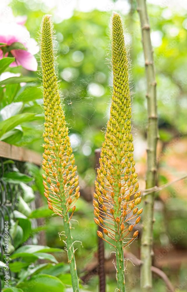 Orange Flower Eremurus Blooming in Nature Background. Foxtail Lily or Eremurus Stenophyllus Close Up Orange Flower Eremurus Blooming in Nature Background. Foxtail Lily or Eremurus Stenophyllus Close Up