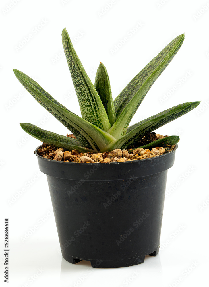 gasteria isolated on white background gasteria isolated on white background