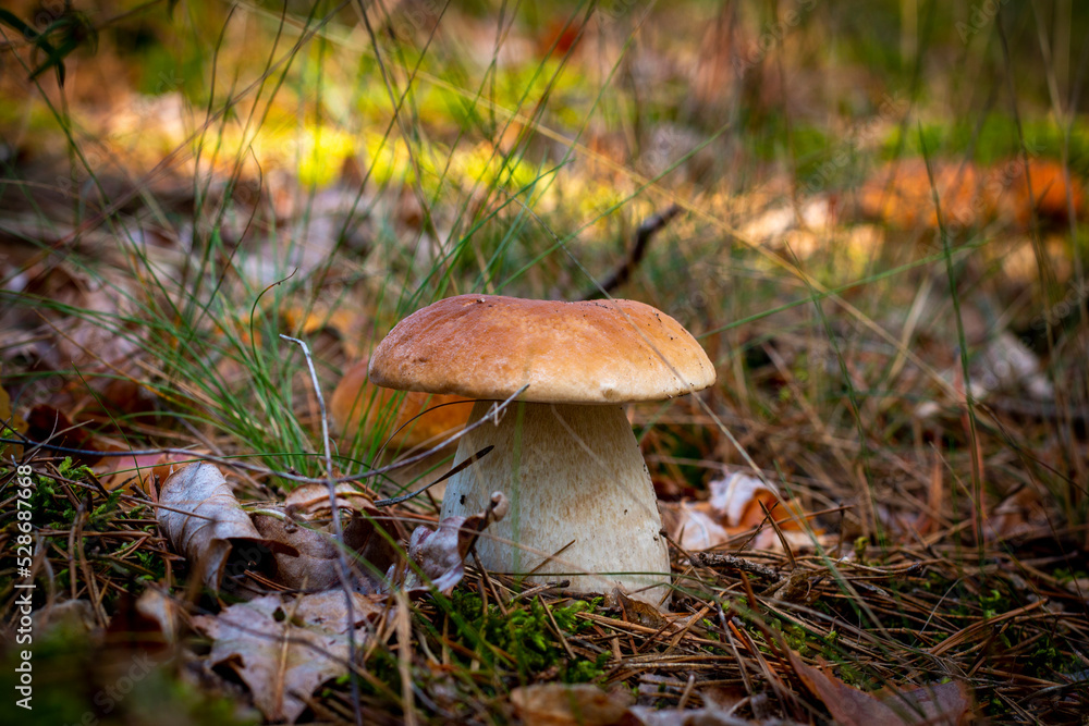 season boletus mushroom growing in nature season boletus mushroom growing in nature