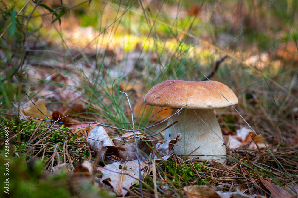 Fototapeta premium season boletus mushroom growing in wood