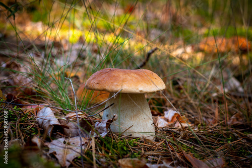 season boletus mushroom growing in nature