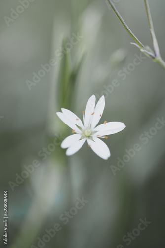 Small white meadow flower on a green meadow background