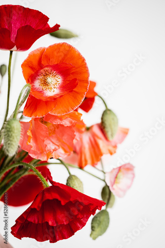 Pink and red poppies on a white background