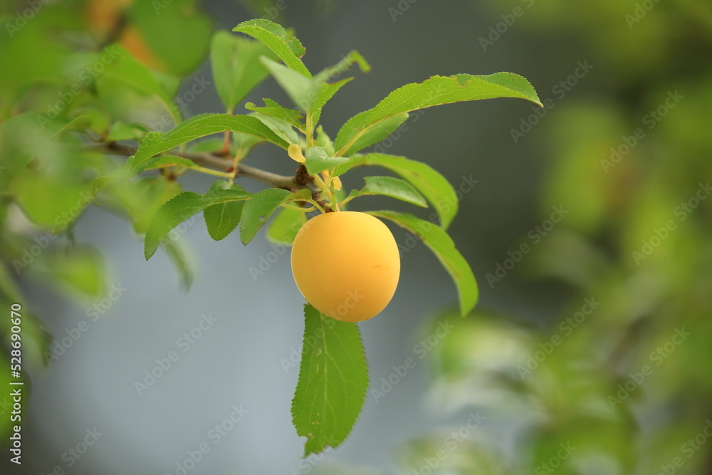 Yellow plum on tree. Untreated fruit from organic farming.