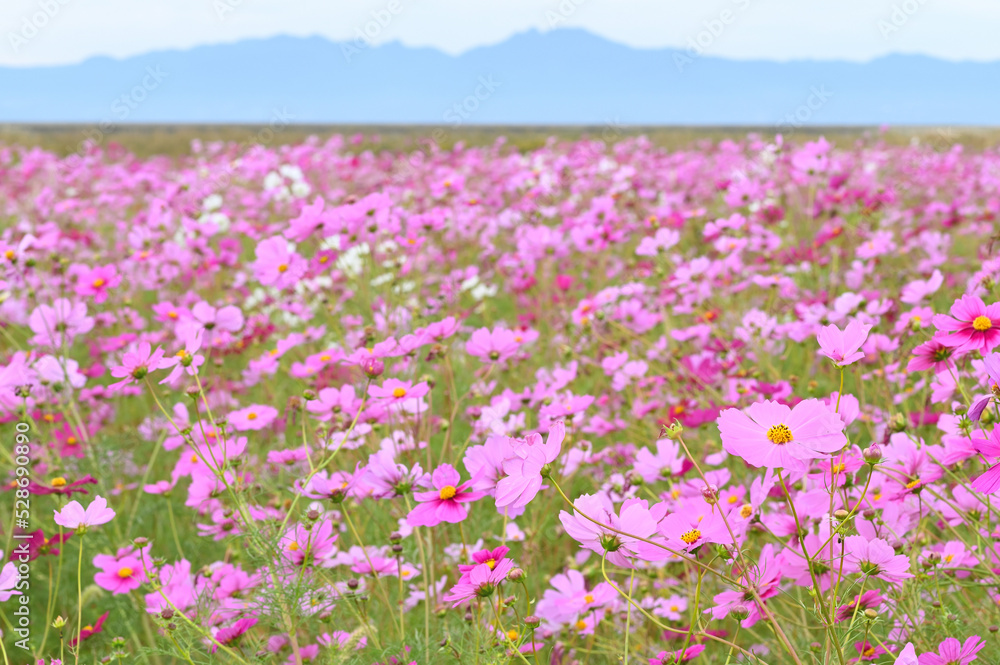 佐賀空港コスモス園