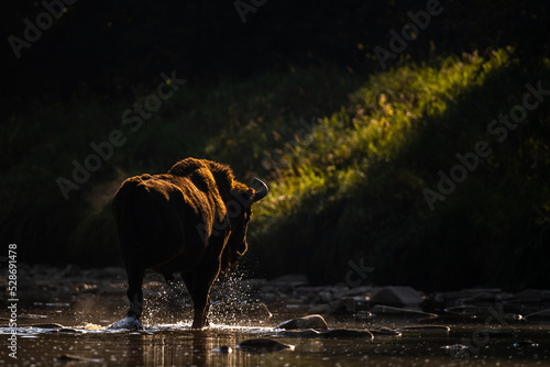 European Bison, Wisent, Bison bonasus. Bieszczady, Carpathians, Poland. © Szymon Bartosz