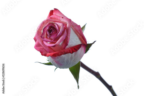 Fototapeta Naklejka Na Ścianę i Meble -  Pink rose