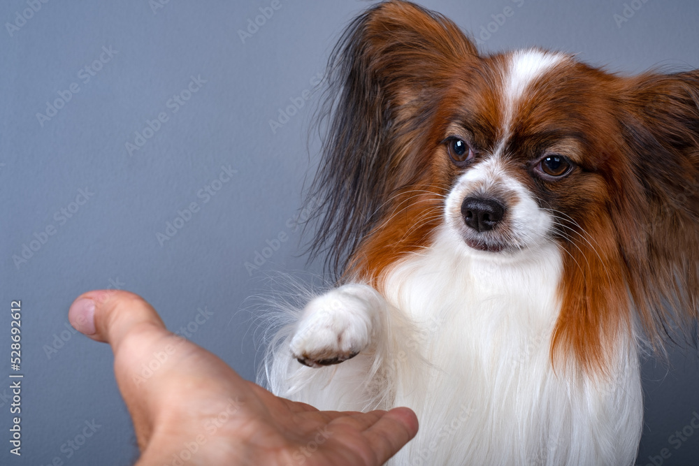 Portrait of beautiful cute papillon purebred dog continental toy spaniel gives its paw to the hand. Close up.