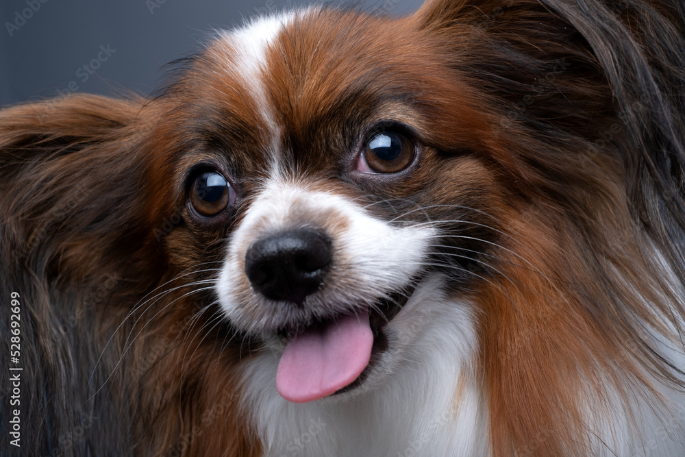 Portrait of beautiful cute papillon purebred dog continental toy spaniel lower angle. Close up.