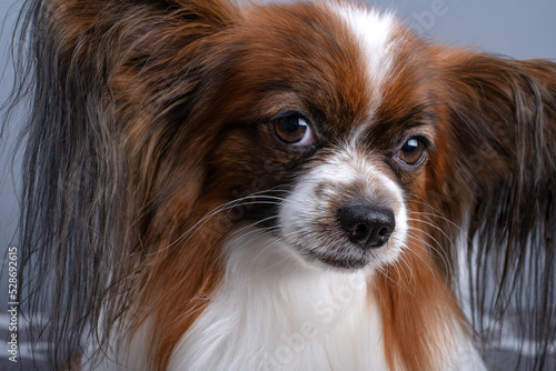 Cuadro en lienzo Portrait of beautiful cute papillon purebred dog continental toy spaniel looking to the camera